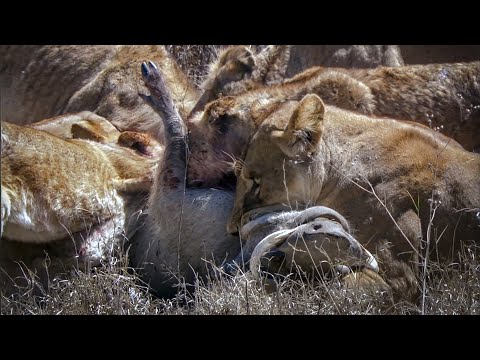 Exausted Lion Cubs Battle to Survive | David Attenborough | Nature's Great Events | BBC Earth
