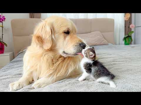 YouTube 썸네일