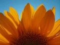 "Sunshine" by Steve Azar 