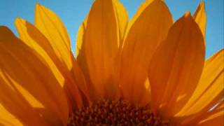 &quot;Sunshine&quot; by Steve Azar