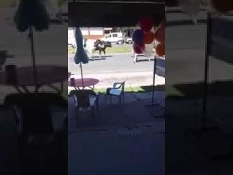 Córdoba: 23 vacas invaden las calles tras un violento choque múltiple