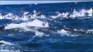 "Cuore di aliante" - Claudio Baglioni