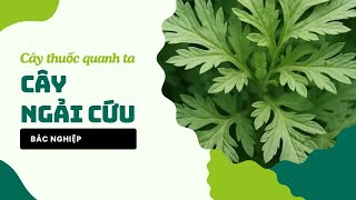 Cây thuốc và vị thuốc Việt Nam: Cây Ngải cứu