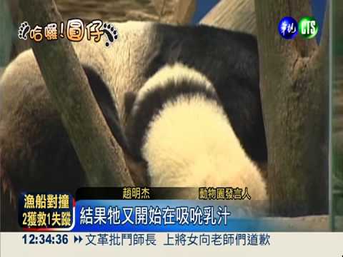 圓仔"上工"滿週 "架式十足"討喜!