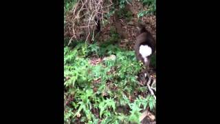 屋久島:西武林道 ヤクジカを至近距離で撮る