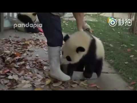 Playful pandas and cleaning