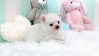 ハーフ犬の動画01