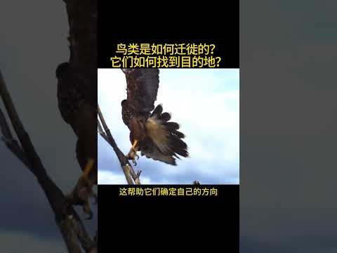 鸟类如何迁徙？它们是怎么找到目的地的？ #十万个为什么 #科普知识 #冷知识 #动物 #鸟类