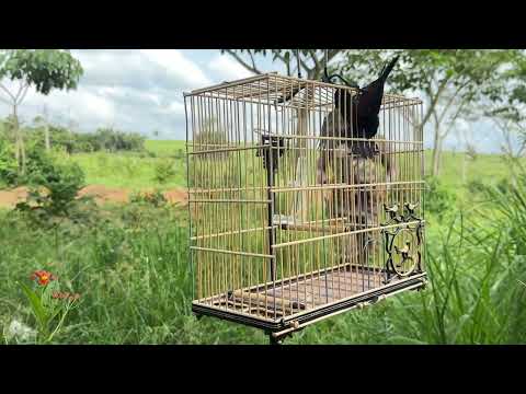 GREGO🇬🇷.. Em nova Ipixuna do Pará