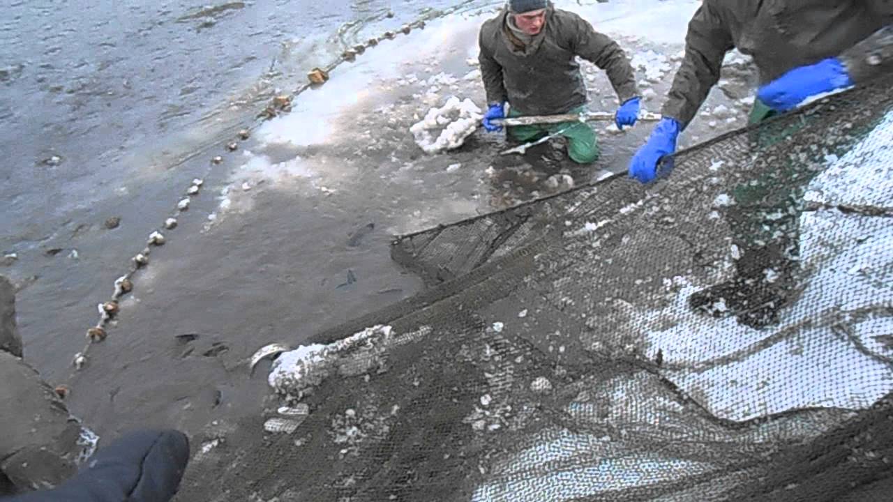 рыбалка неводом. рыбная ловля неводом. ловля рыбы неводом. ловля неводом. рыбацкая сеть.