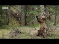 Dancing Bear Full Movie
