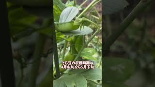庭に畑を作ってみた【その53】#shorts