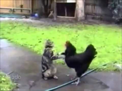 ¡¡Gatos COMPLETAMENTE LOCOS!! Los Gatos Más Divertidos   Gatos Chistosos