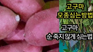 #고구마 모종심는방법 #고구마 모종 심는 방법 에 따라서 수확량이 달라진다