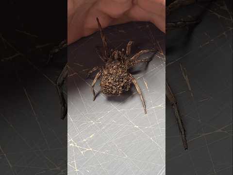 200 PAJĄKÓW NA PLECACH