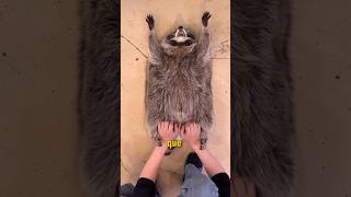 A VERDADE por Trás dos GUAXININS Pets#curiosidades #natureza #pets #animais #guaxinim