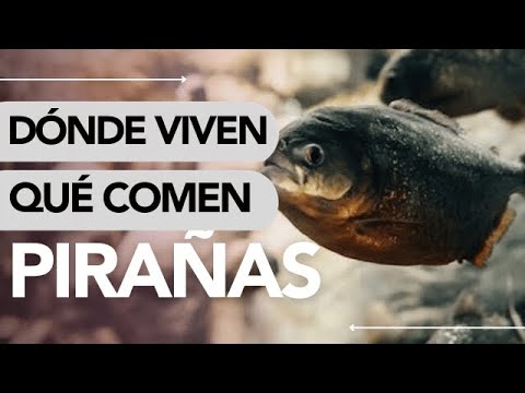 Dónde VIVEN las PIRAÑAS y QUÉ COMEN 😮🐟 ¡NO LO CREERÁS!