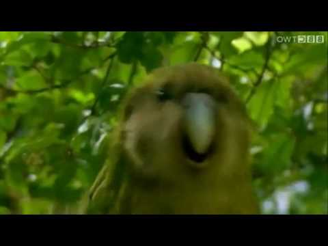 Auweia! - Plastikarmee