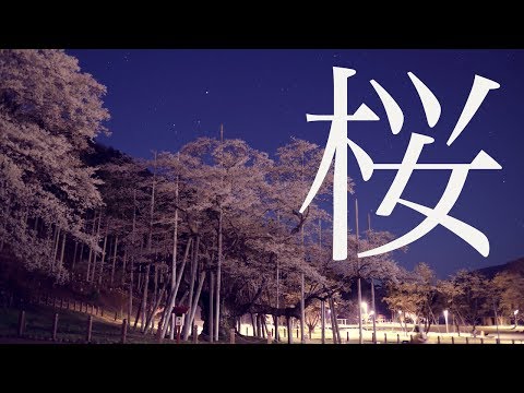 【本巣市PR動画】夜の淡墨桜【NEO】
