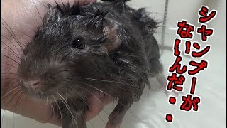 ファンシーラットをお風呂に入れたら、シャンプーが・・・中途半端なお風呂になった(ゆっくり実況音声あり)