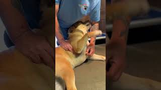 Video preview image #1 Retriever -Unknown Mix Puppy For Sale in NEWPORT NH, NH, USA