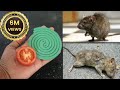 JUST ONE  MINUTE || How To Get Rid of Mouse Rats, Permanently In a Natural Way | JUST ONE MINUTES
