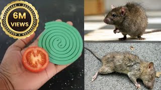 JUST ONE  MINUTE || How To Get Rid of Mouse Rats, Permanently In a Natural Way | JUST ONE MINUTES
