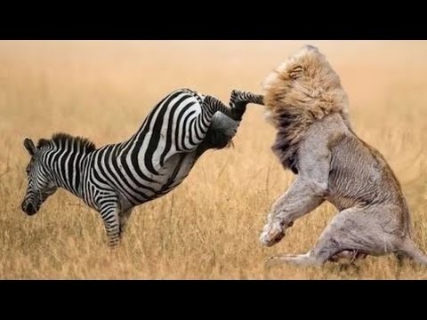 When Prey Fights Back | Most Amazing Animal Attack Fails 2016