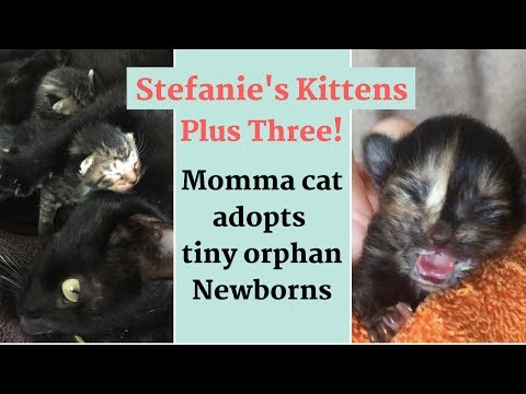 Hero Momma Cat nurses Orphans with her own Kittens!