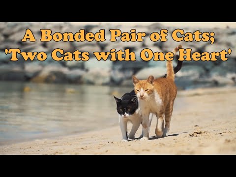 [Flora & Fauna] A Bonded Pair of Cats; 'Two Cats with One Heart'