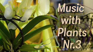 Video thumbnail for Music With Plants, Nr.3 // OP-1 + Eurorack feat. Instruo Scion by Studio Damian Marhulets