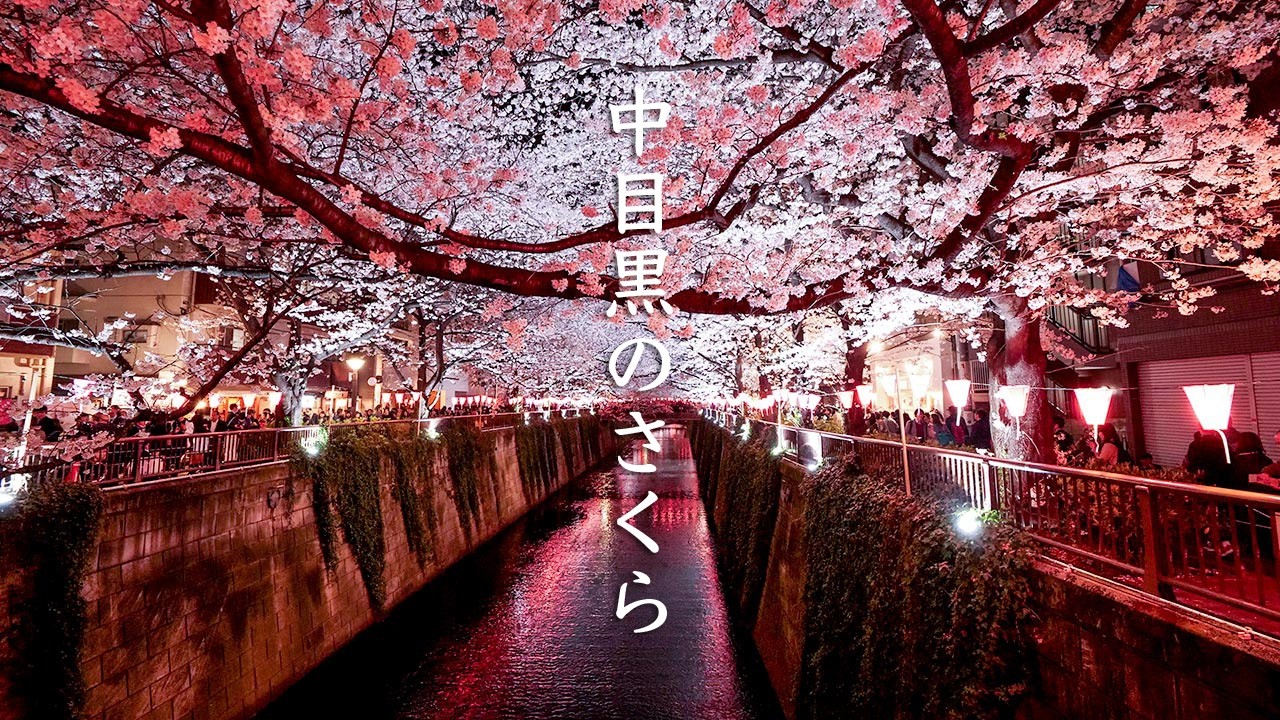 Nakameguro Cherry Blossom by Night