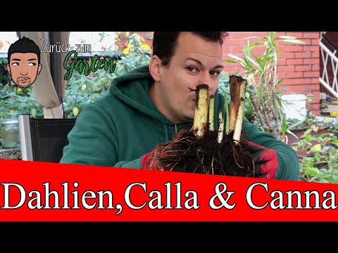 Wie überwintert man Dahlien, Canna und Calla?