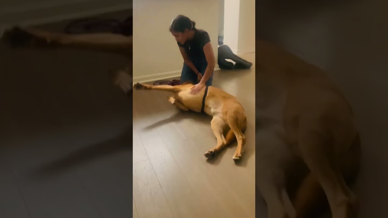Val, a Adoptable mixed breed in San Francisco, CA video 6/6