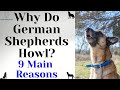 Why Do German Shepherds Howl? 9 Main Reasons