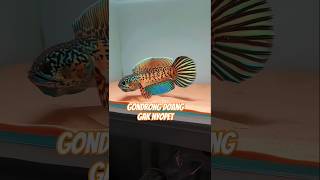 Download lagu AURANTI JUARANYA GONDRONG GALAK #aurantimaculata #auranti #channaauranti #shortvideo #snakehead mp3 Download lagu AURANTI JUARANYA GONDRONG GALAK #aurantimaculata #auranti #channaauranti #shortvideo #snakehead mp3