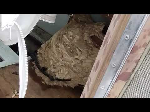 Boating with European Hornets in Gladstone, NJ