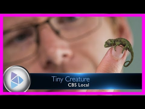 Breaking News | Burger king to ‘it’ movie audience: ‘never trust a clown’