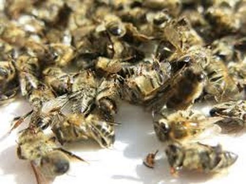 Ichtiolowaja die Paste beim Ekzem Das Sanatorium wo behandeln atopitscheski die Hautentzündung