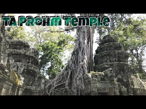 Viajar para o Templo Ta Prohm no Camboja é uma visita tão bonita sozinha.