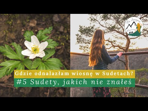 Wiosna w Sudetach | Wiosenne kwiaty | Rezerwat przyrody Jeziorko Daisy | Wąwóz Myśliborski