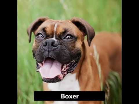 MAREX ZENDER _ BONGAL (son bonus vacances)