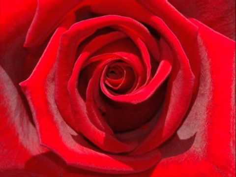 Ansambel Akordi-Ružo crvena