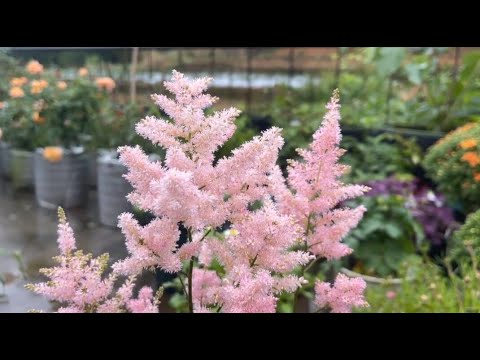 , title : 'Growing Violets: A Guide to Gorgeous Violet Blossoms/Astilbe chinensis (Maxim.)'