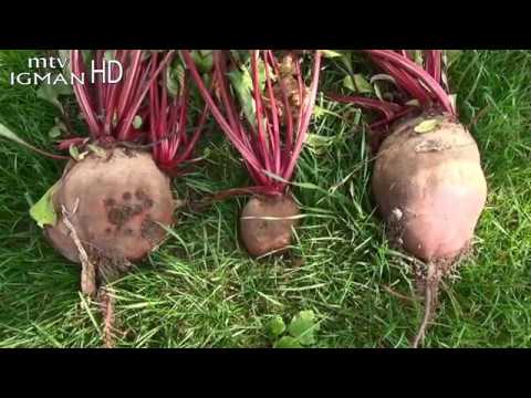 LJEKOVITA CVEKLA - Eliksir života CVEKLA DOKTOR ZA SVE BOLESTI - ZA ZDRAV ŽIVOT