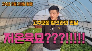 2024년 고추육묘장인에게 듣는 저온육묘의 이해~(1탄), 고추 농사 잘 짓는 법