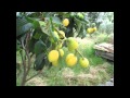 TODARO FARM TRAPANI EASTER MONDAY 2014