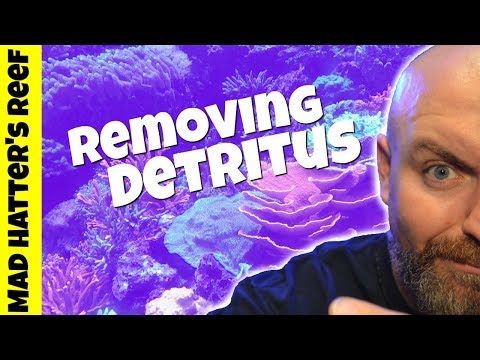How to Remove Detritus From Your Reef Tank