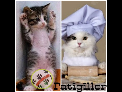 EN KOMİK KEDİLER | KEDİ VİDEOLARI İZLE- CATS you will remember and LAUGH all day!😹