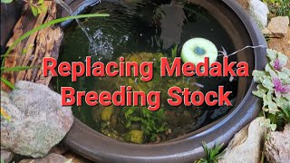 Medaka Pond Restock - Breeding Group